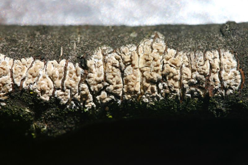 Crosta giallina da determinare (Hyphoderma radula)
